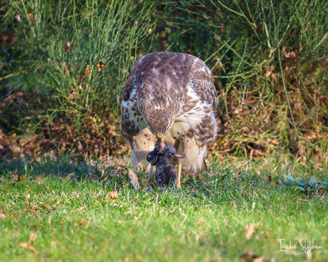Buizerd heeft kerstmaal