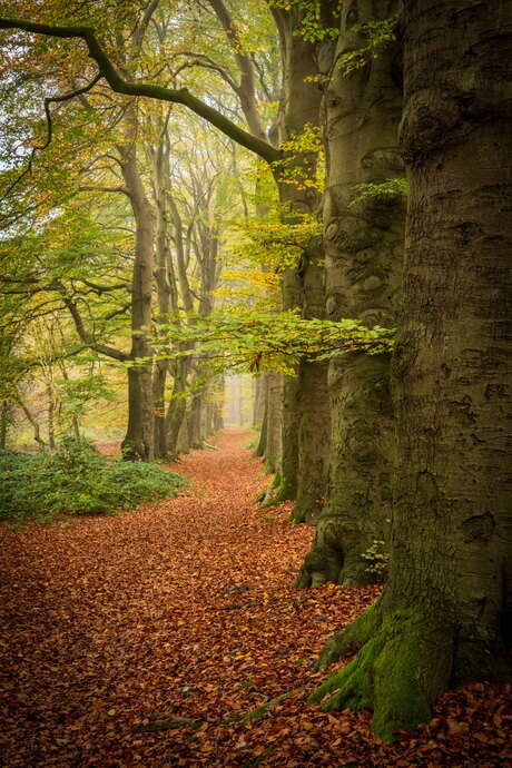 Herfst op de Grebbeberg