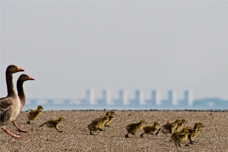 Ganzenfamilie op de vlucht?