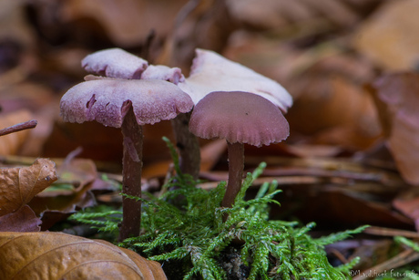 Laccaria Amethystina