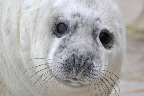 Grijze zeehond Vlieland