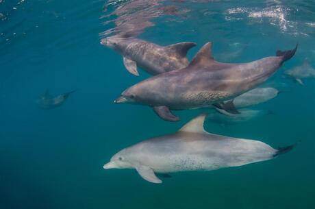 Tuimelaars in de Indische Oceaan