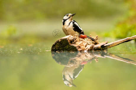 The great spotted woodpecker