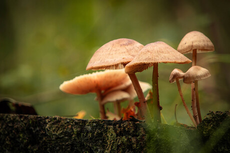 Paddenstoelen