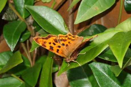 Een vlinder streek neer op het blad van de Jasmijn