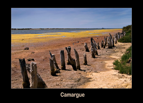 Camargue -2-