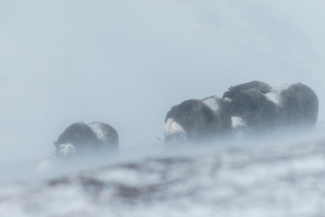 Muskox I