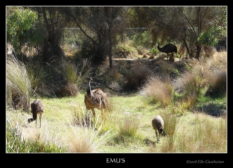 Emu's