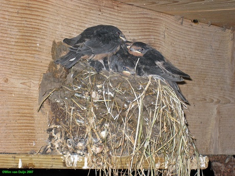 Huiszwaluw nest