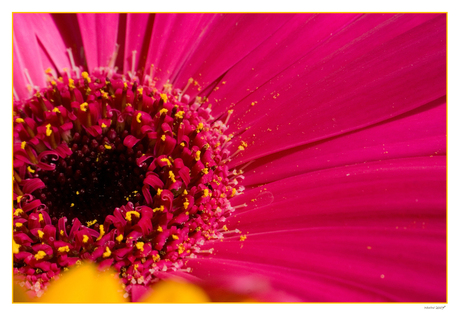 Gerbera