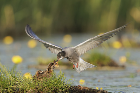 jong geleerd oud gedaan!