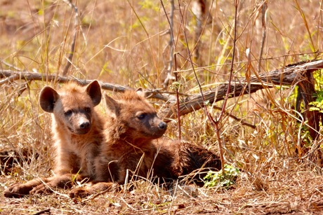Jonge hyena’s