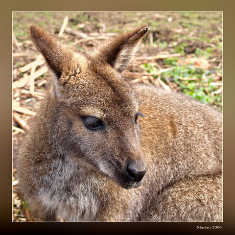 Bennett Wallaby