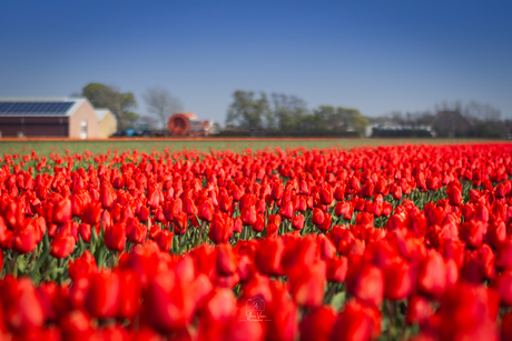 Tulpenveld