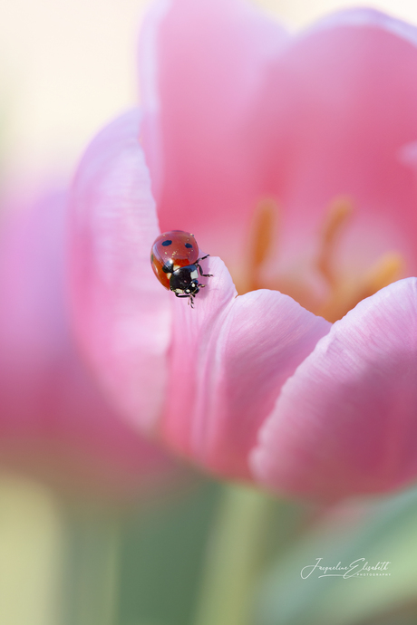 You make my heart smile.