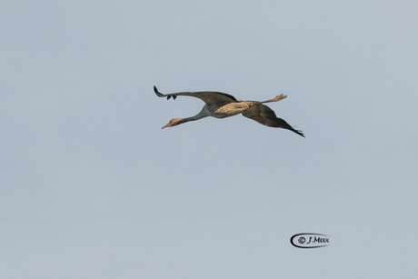 Kraanvogel