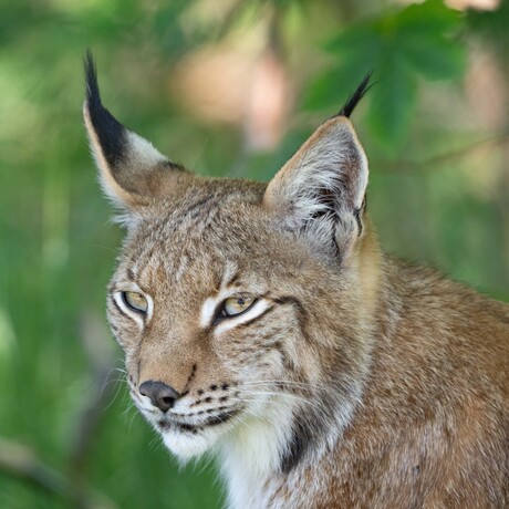 Linx