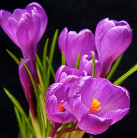 crocus