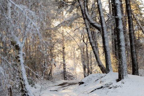 Sneeuw en zon