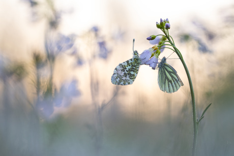 In het zachte ochtendlicht