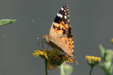 lief lief vlindertje