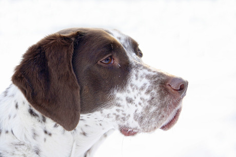 Belle in de sneeuw.