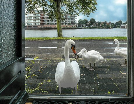 heb je nog meer brood ?