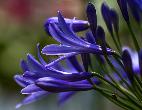 Agapanthus