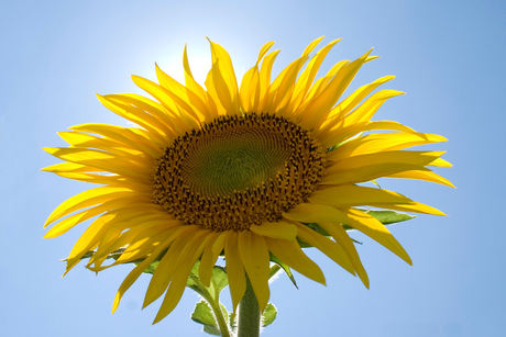 Zon, zon en nog eens zon...