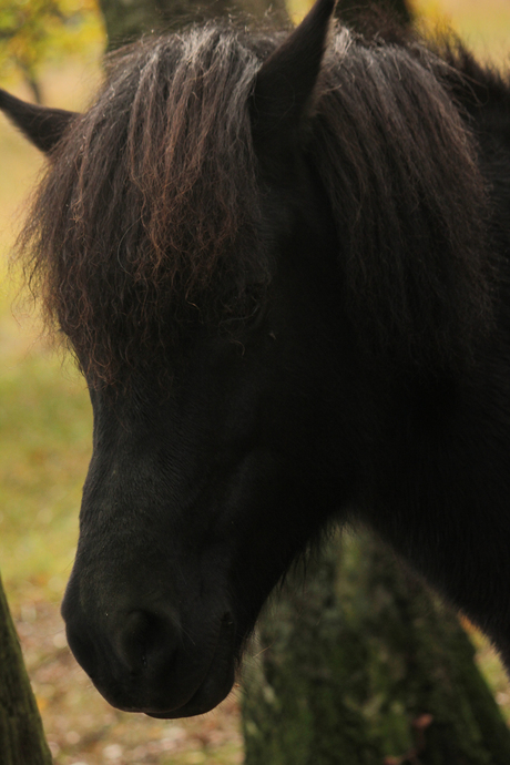 IJslandse paard