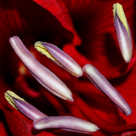 Abstracte amaryllis