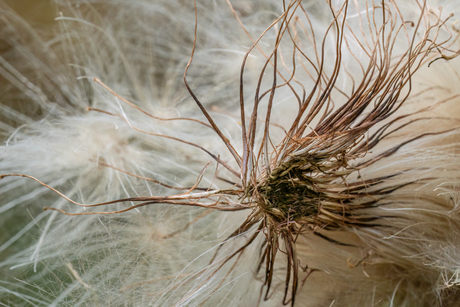 speerdistel