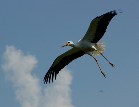 Vogelvlucht