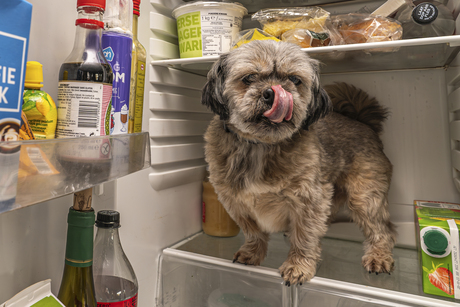 De hond in de koelkast vinden