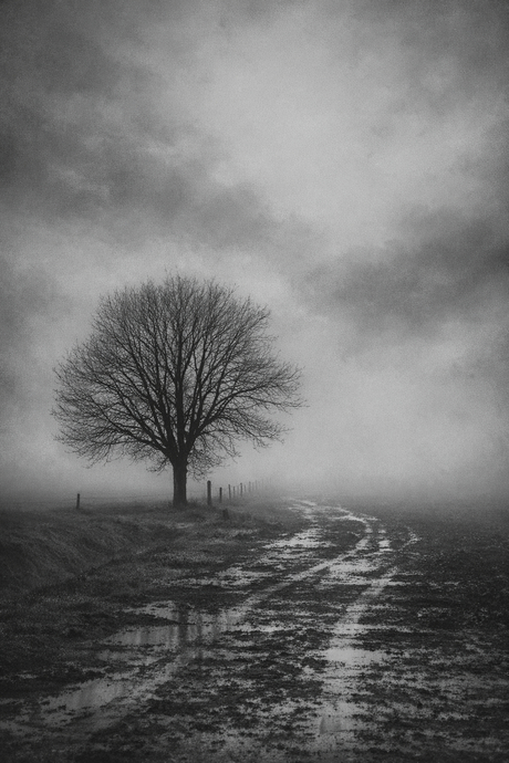 De stilte van de boom