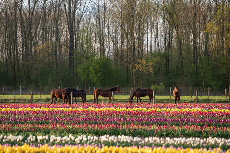 Tulpenveld Pannerden