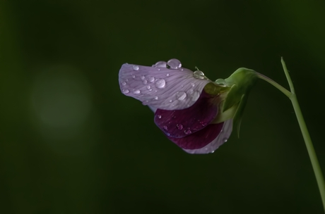Raindrops