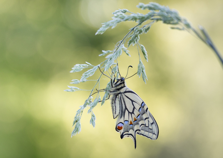 Papilio machaon