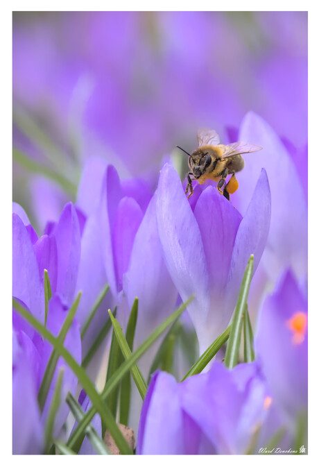 Lente in zicht -2