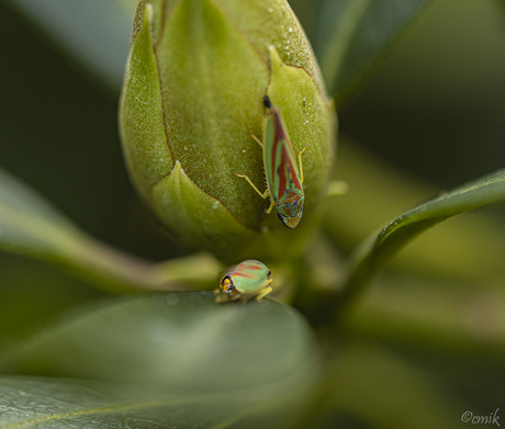 Red-Green-Banded Leafhoppers bij Rododendronknop (groot bekijken!)