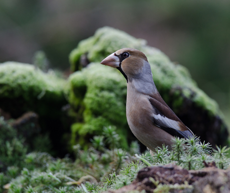 Appelvink