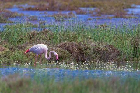 Flamingo