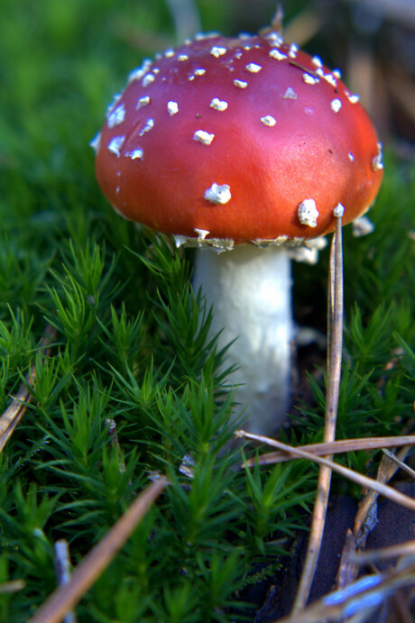 agaric