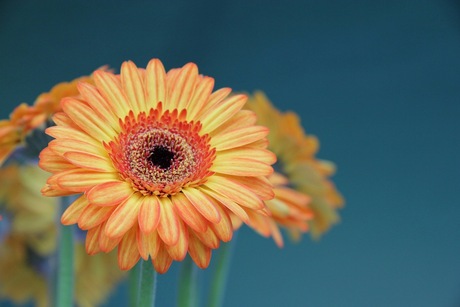 Gerbera's