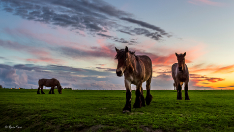 Horses