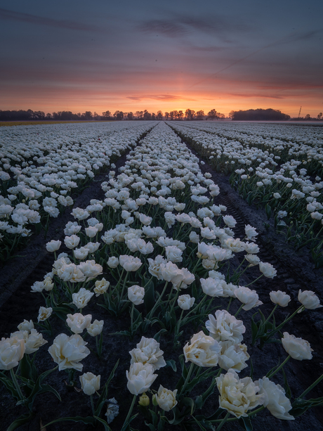 Zonsopkomst 