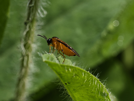 Athalia circularis (Bladwesp)