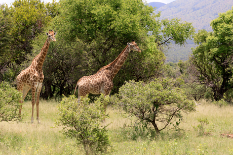 Giraffen in landschap
