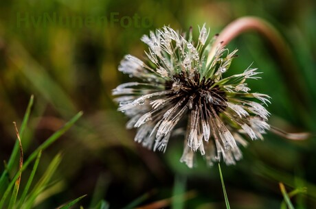 161105 Paardenbloem-Dauwdruppels Maashorst-4241