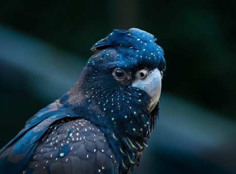 Roodstaart raafkaketoe